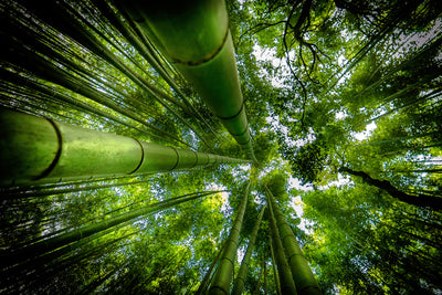 poster-print-arashiyama-x