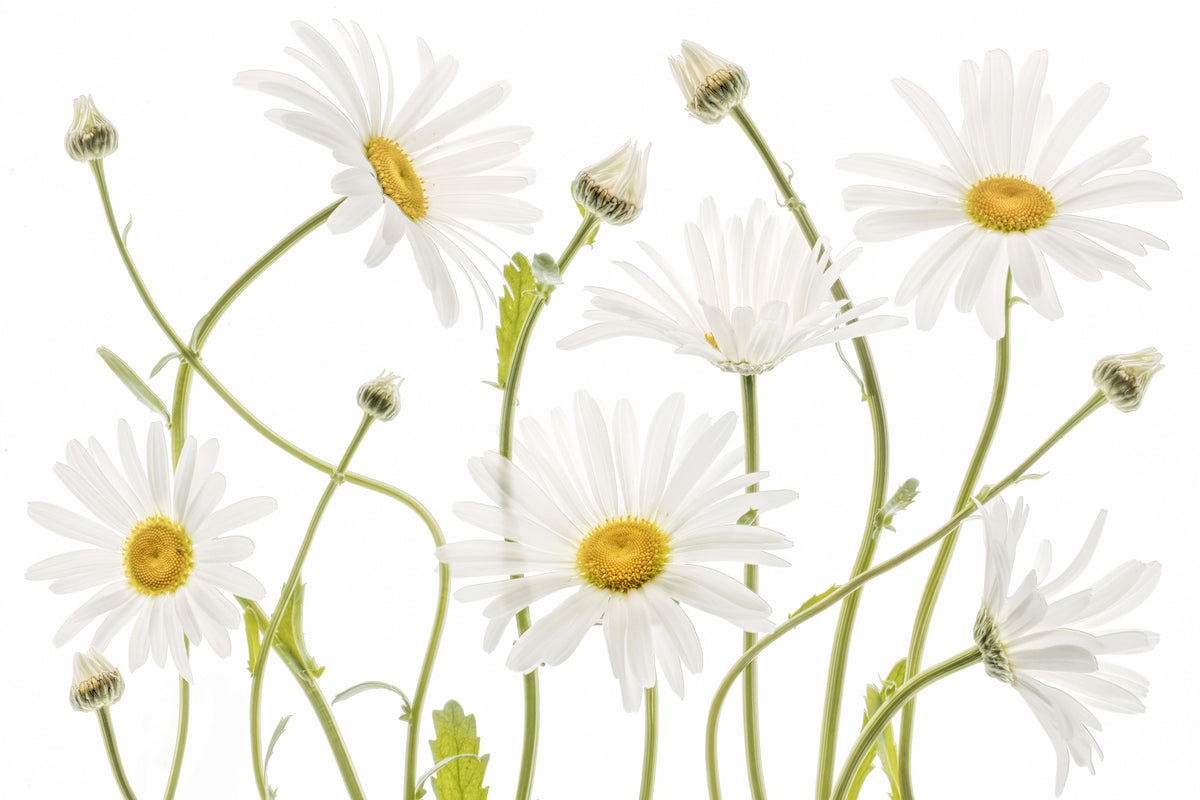modern-3-piece-acrylic-print-ox-eye-daisies