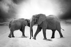 framedposter-print-2-elephants-sw