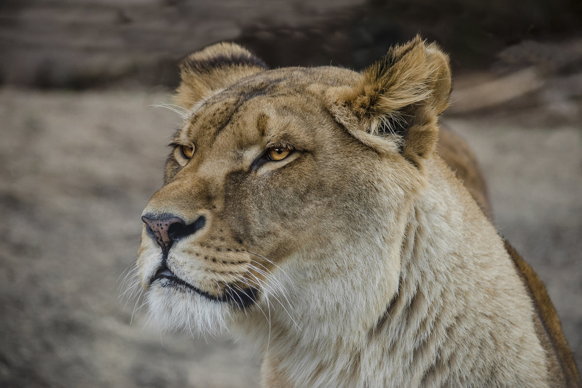 aluminium-print-head-of-a-lioness