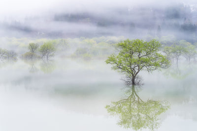 poster-print-dreamy-tree-x