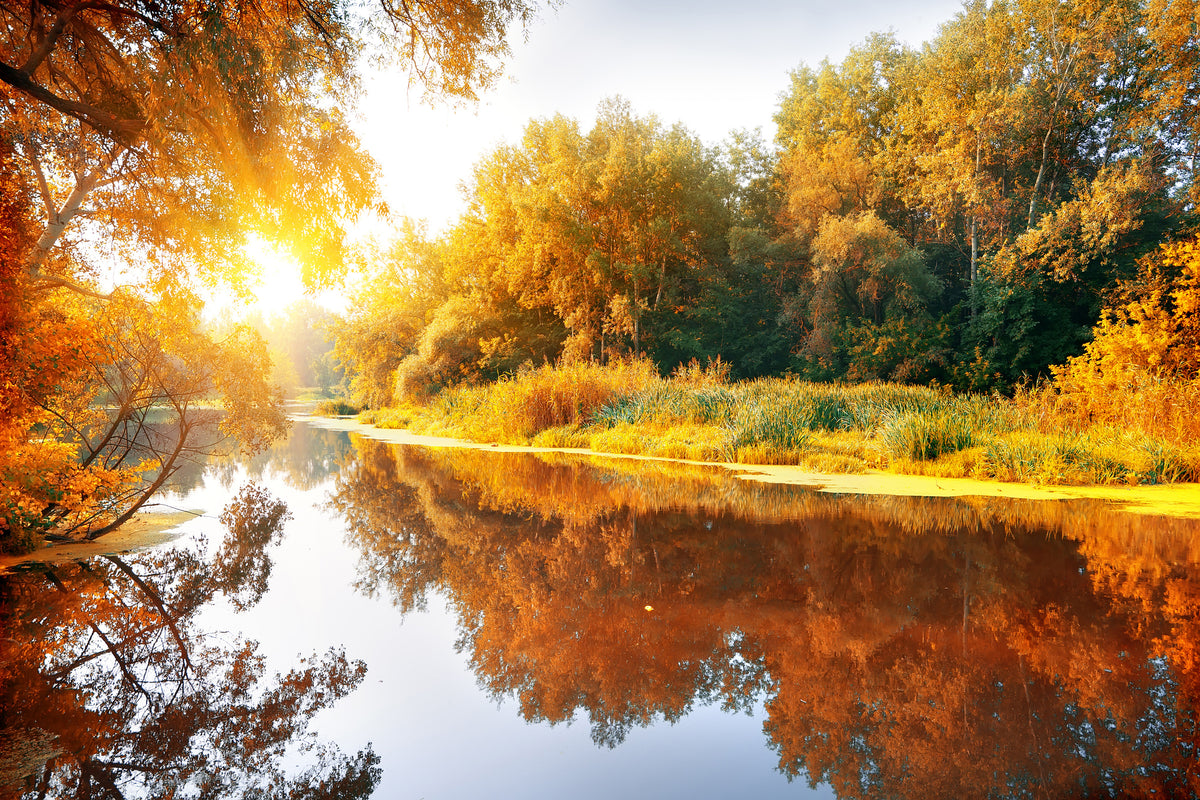aluminium-print-forest-reflection-in-water