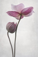 canvas-print-a-little-touch-x