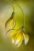 acrylic-print-tulipa