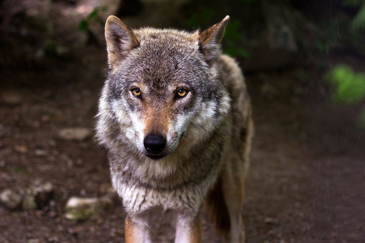framedposter-print-the-evil-wolf