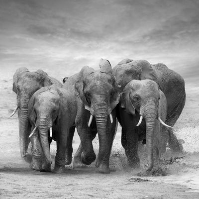 poster-print-the-elephants