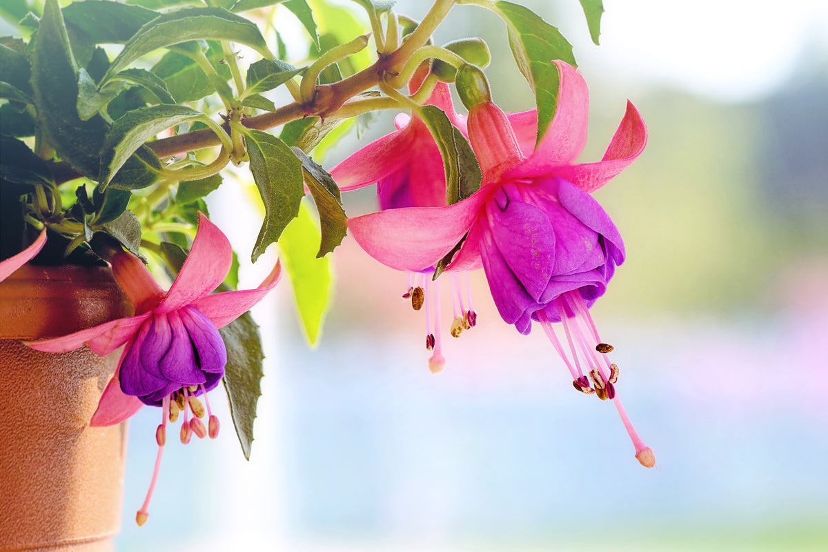 canvas-print-the-fuchsias