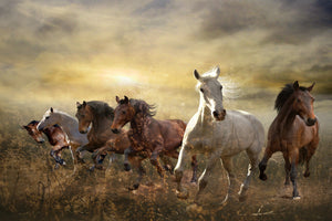 framedposter-print-wild-wild-horses