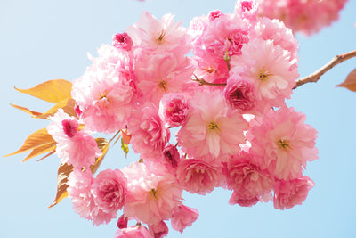 poster-print-the-cherry-blossoms