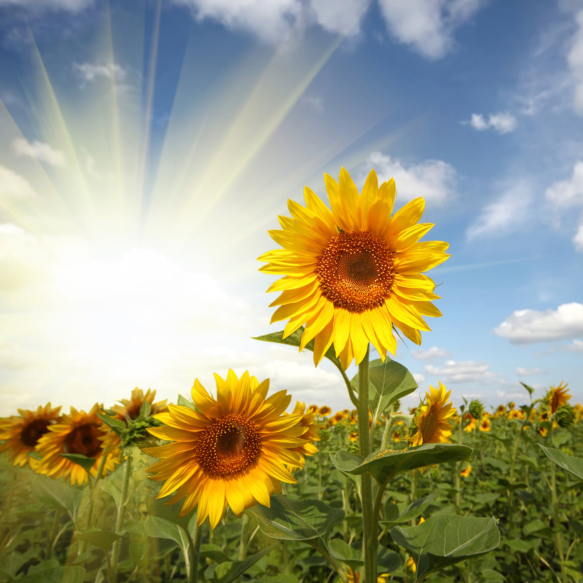 4-piece-aluminium-print-sunflower-in-sunlight
