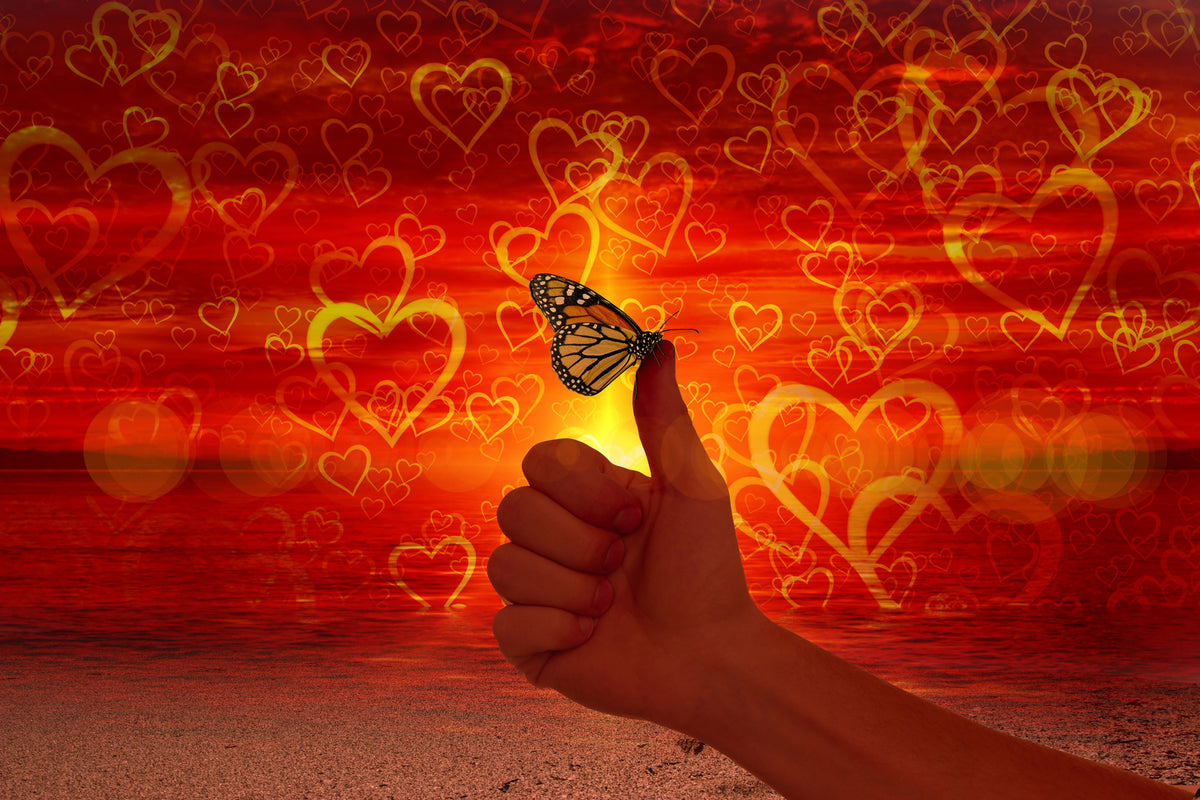 3-piece-aluminium-print-the-butterfly-and-the-love