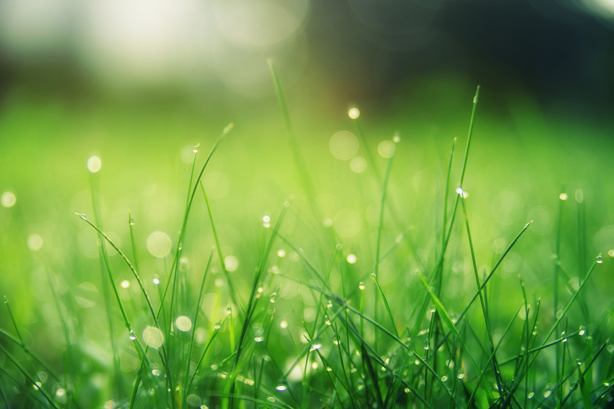 modern-3-piece-acrylic-print-meadow-with-morning-dew