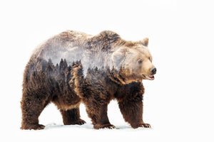 poster-print-bear-x