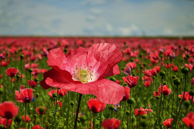 poster-print-the-lush-poppy-field