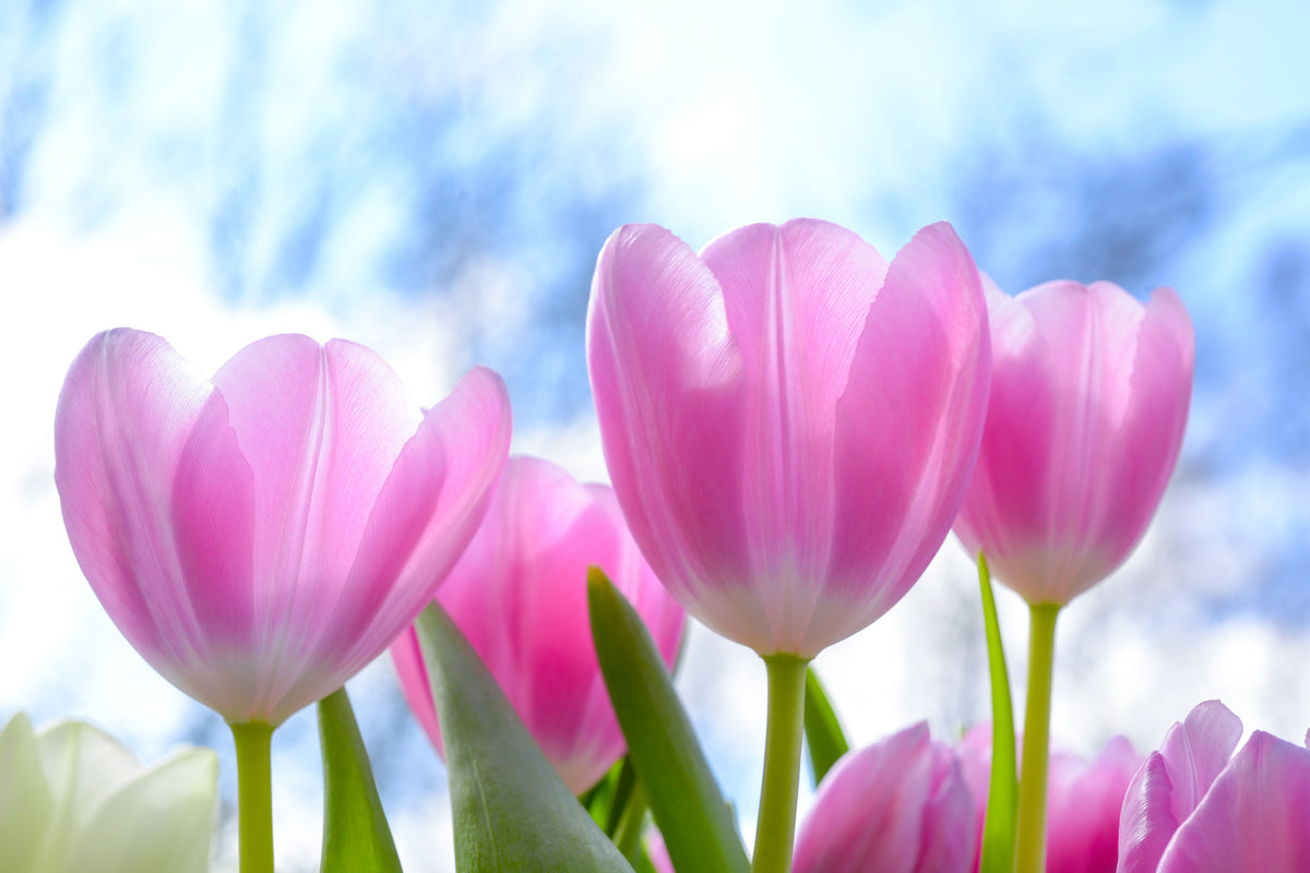 framedposter-print-tulips-in-nature