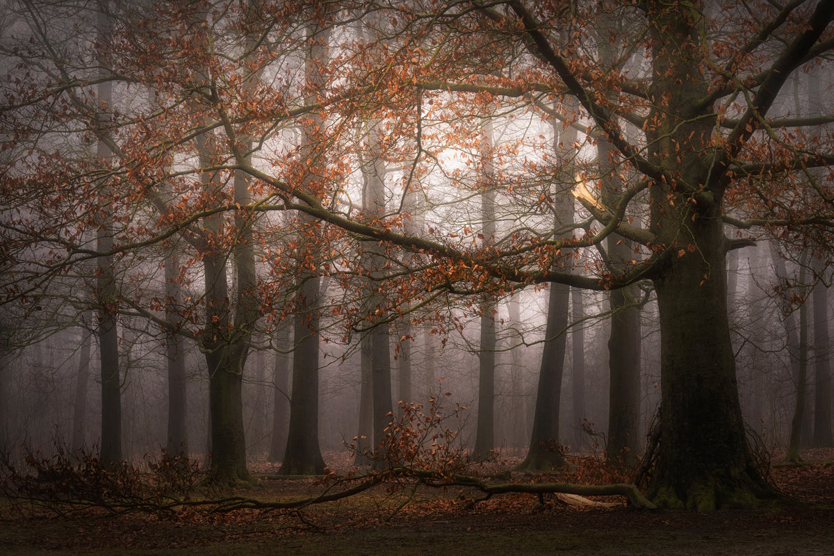 aluminium-print-foggy-memory-of-the-past-x