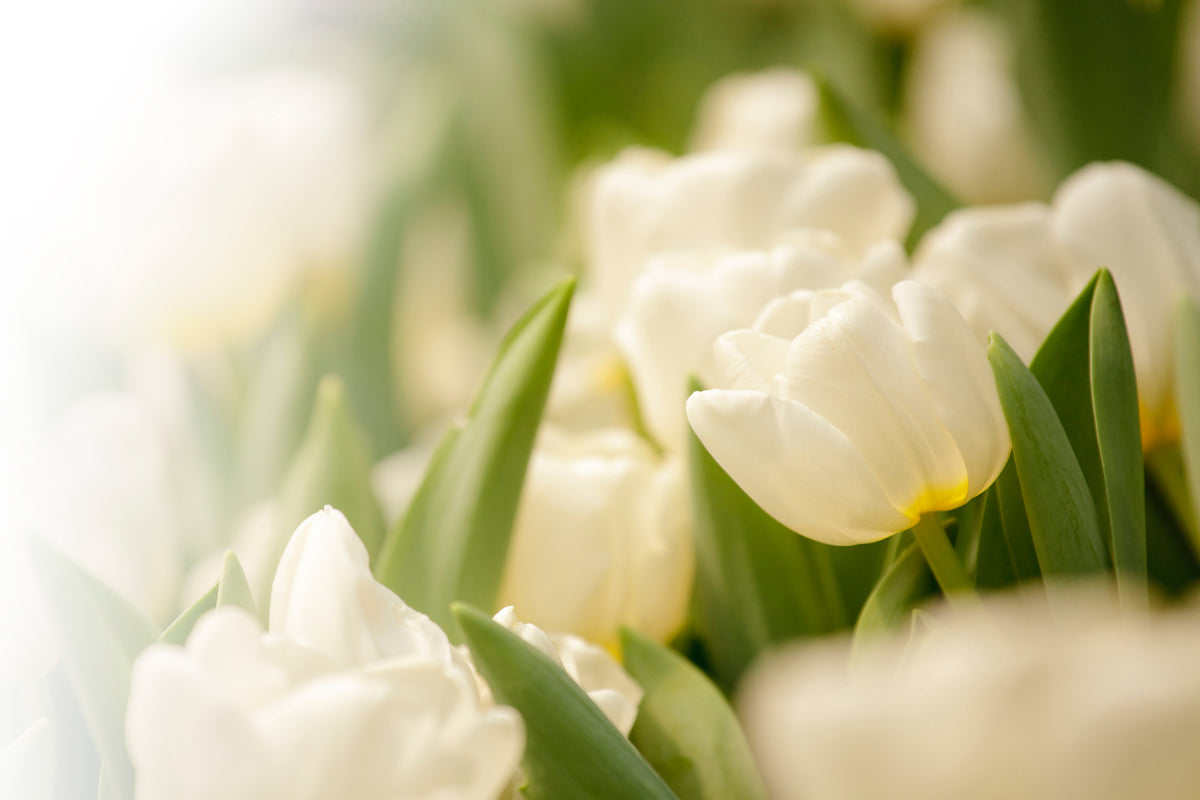 framedposter-print-tulips-perspective