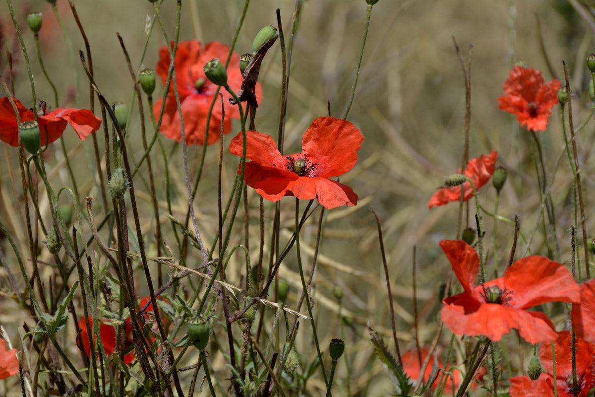 3-piece-canvas-print-the-poppy-in-nature