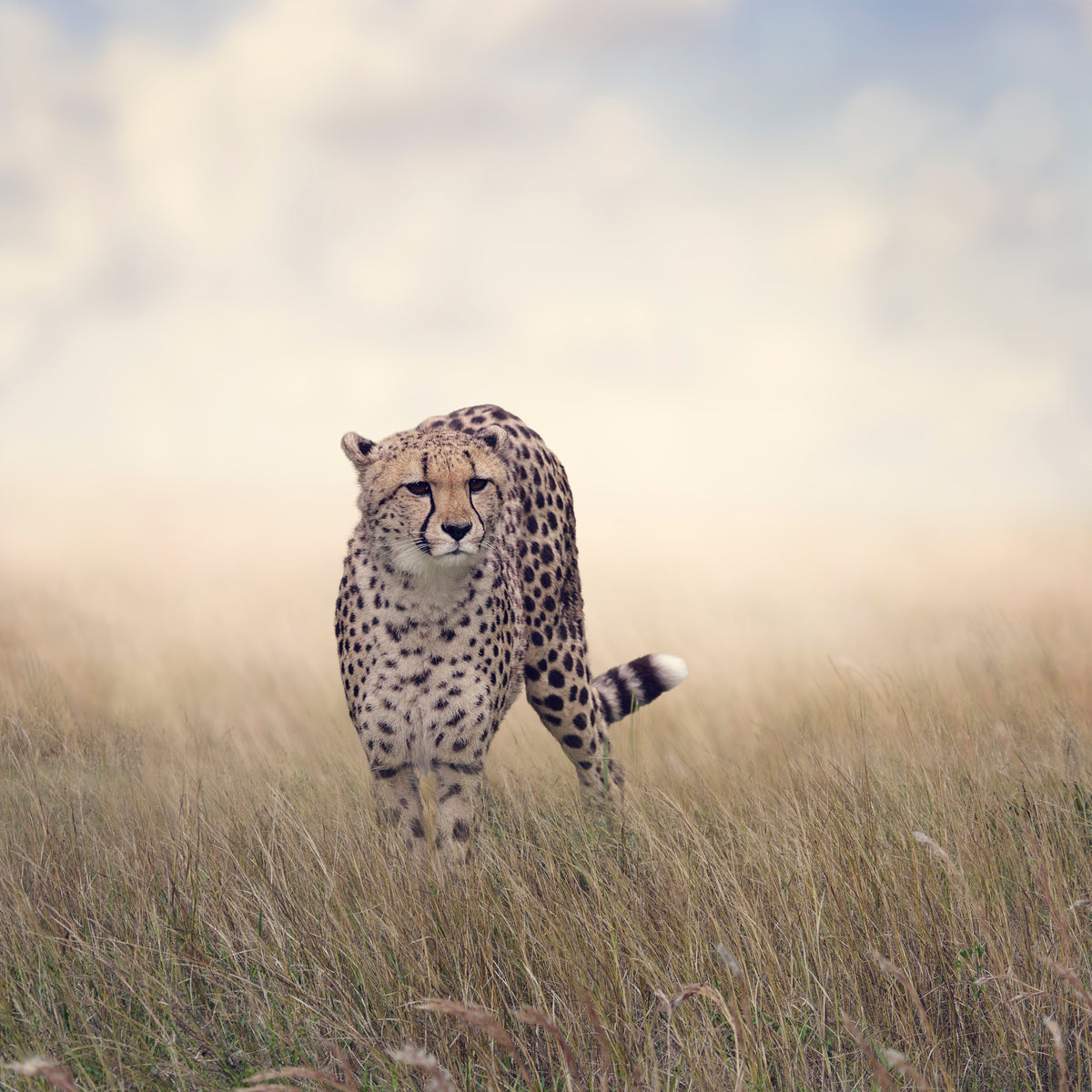 aluminium-print-the-cheetah