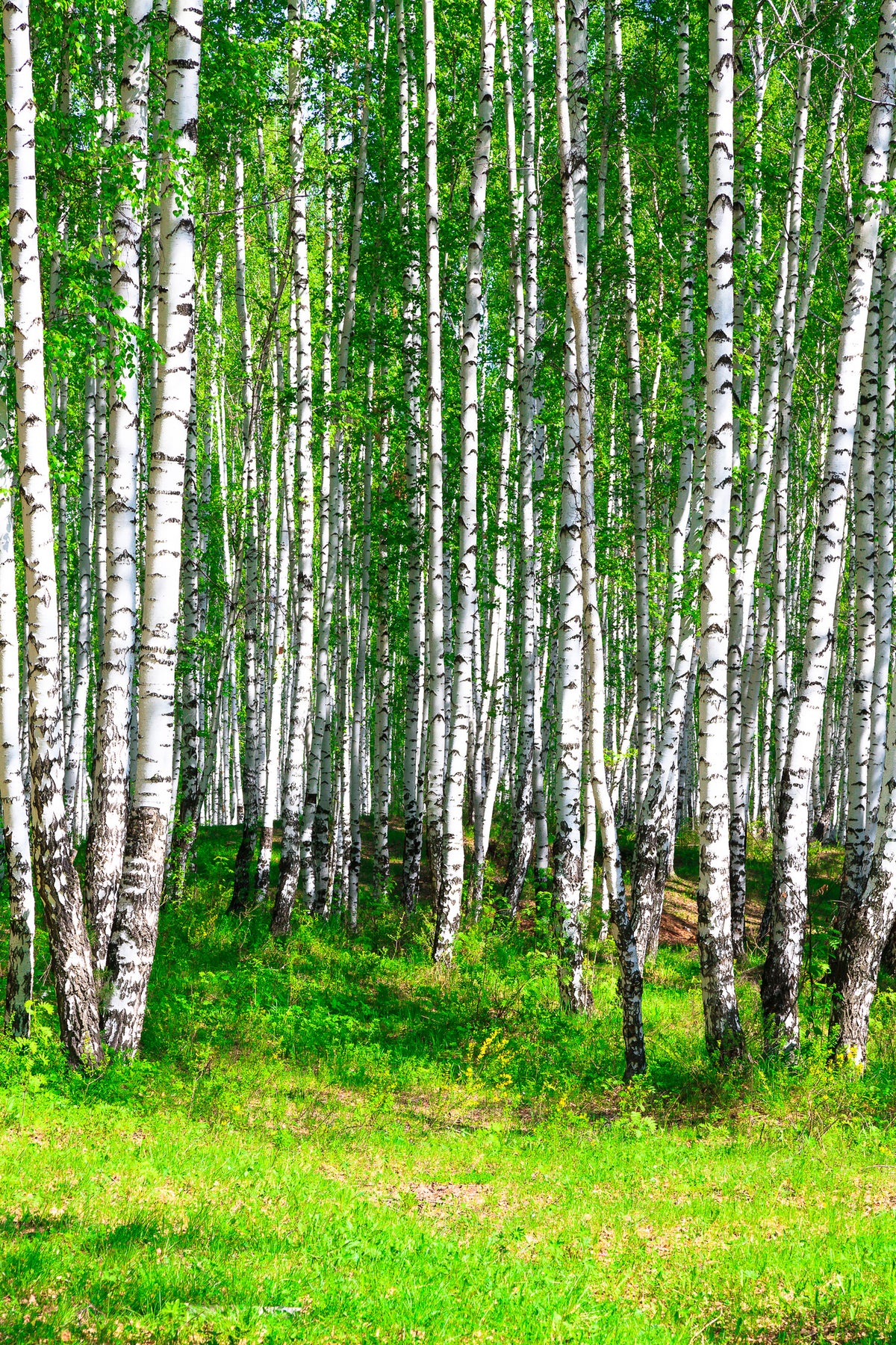 framedcanvas-print-the-birch-forest-in-summer