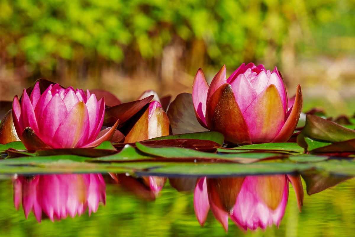 3-piece-aluminium-print-red-water-lily-trio