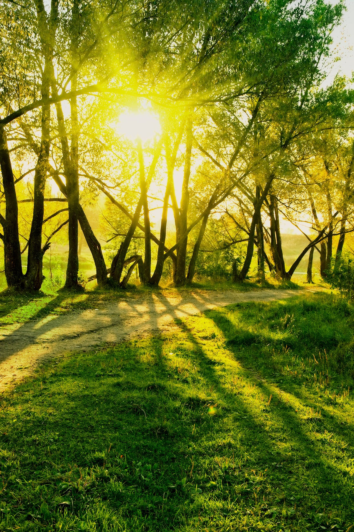 acrylic-print-forest-path-in-sunlight