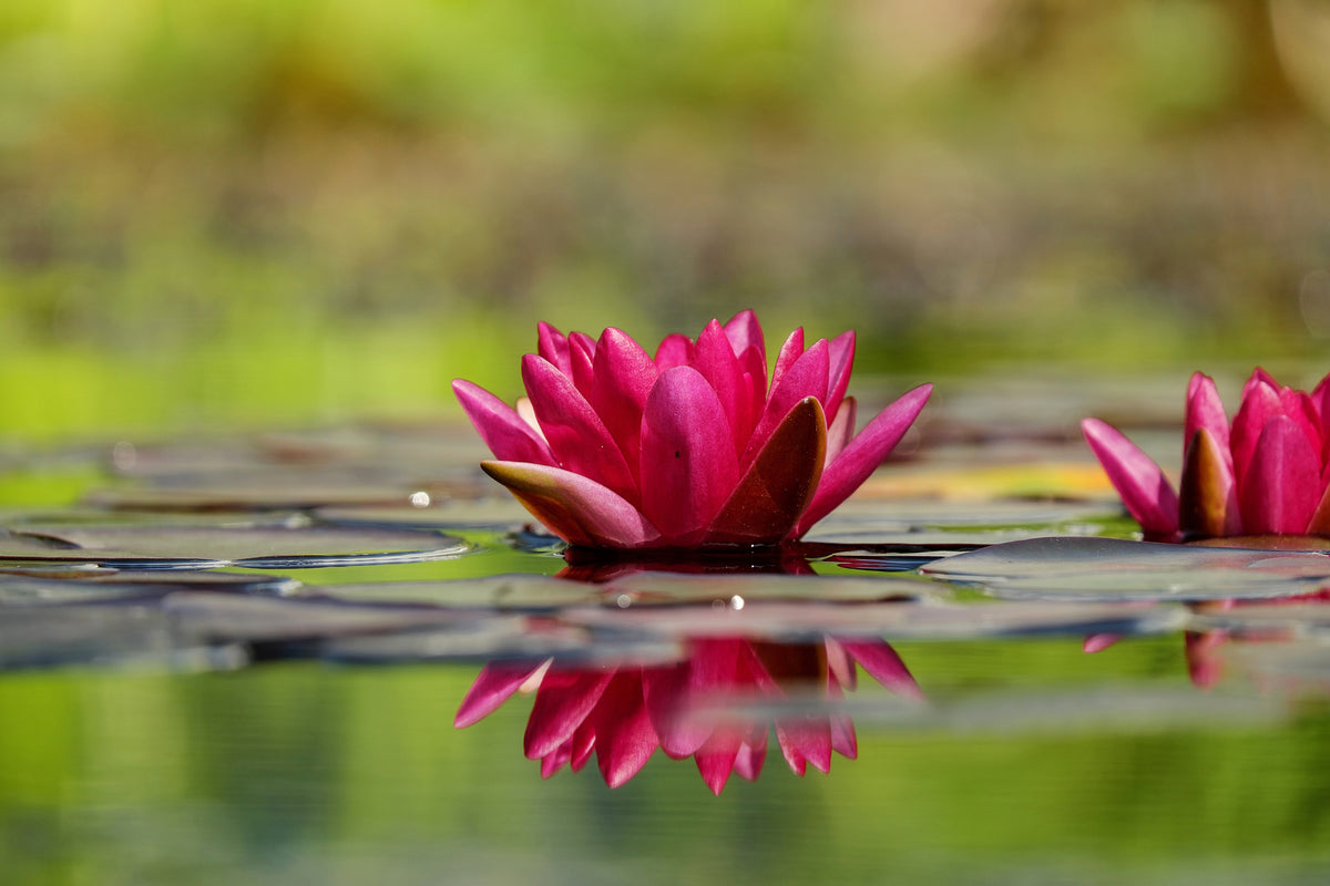 3-piece-aluminium-print-red-water-lily-duo