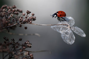 poster-print-ladybird-on-hydrangea