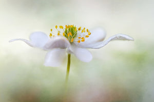 framedcanvas-print-nemorosa