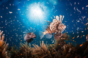 3-piece-acrylic-print-lionfish-ii