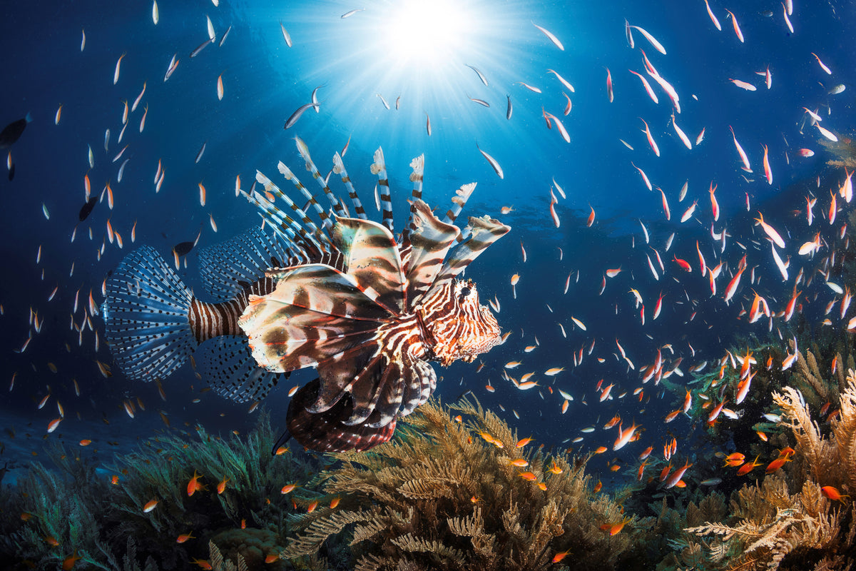 modern-3-piece-aluminium-print-lionfish