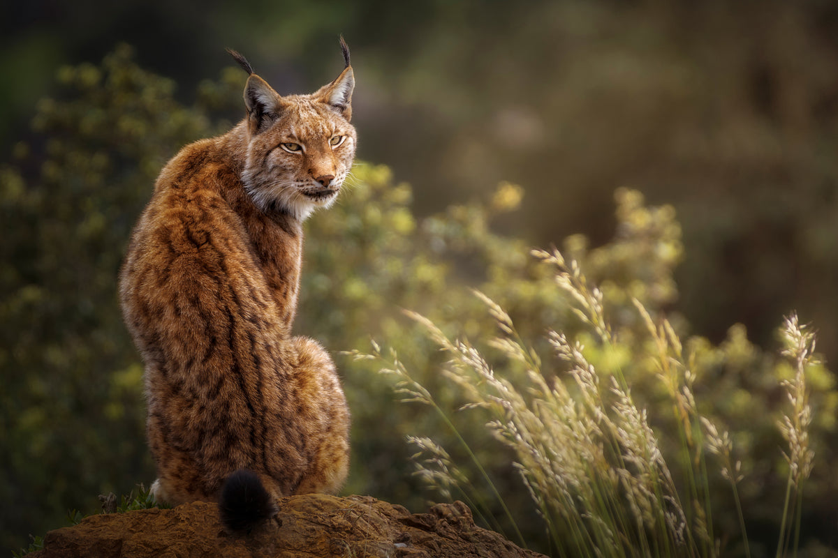 poster-print-lynx-fine-art-x
