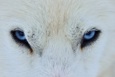 poster-print-mirada-azul-x