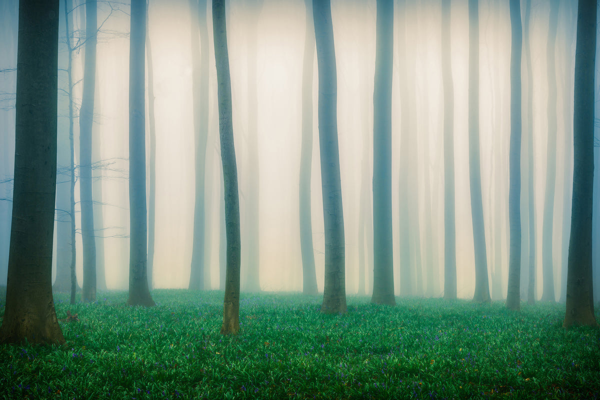 acrylic-print-daydreaming-of-bluebells-x