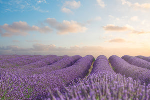 modern-3-piece-aluminium-print-the-blooming-lavender-field