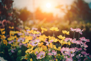 framedcanvas-print-the-flowers