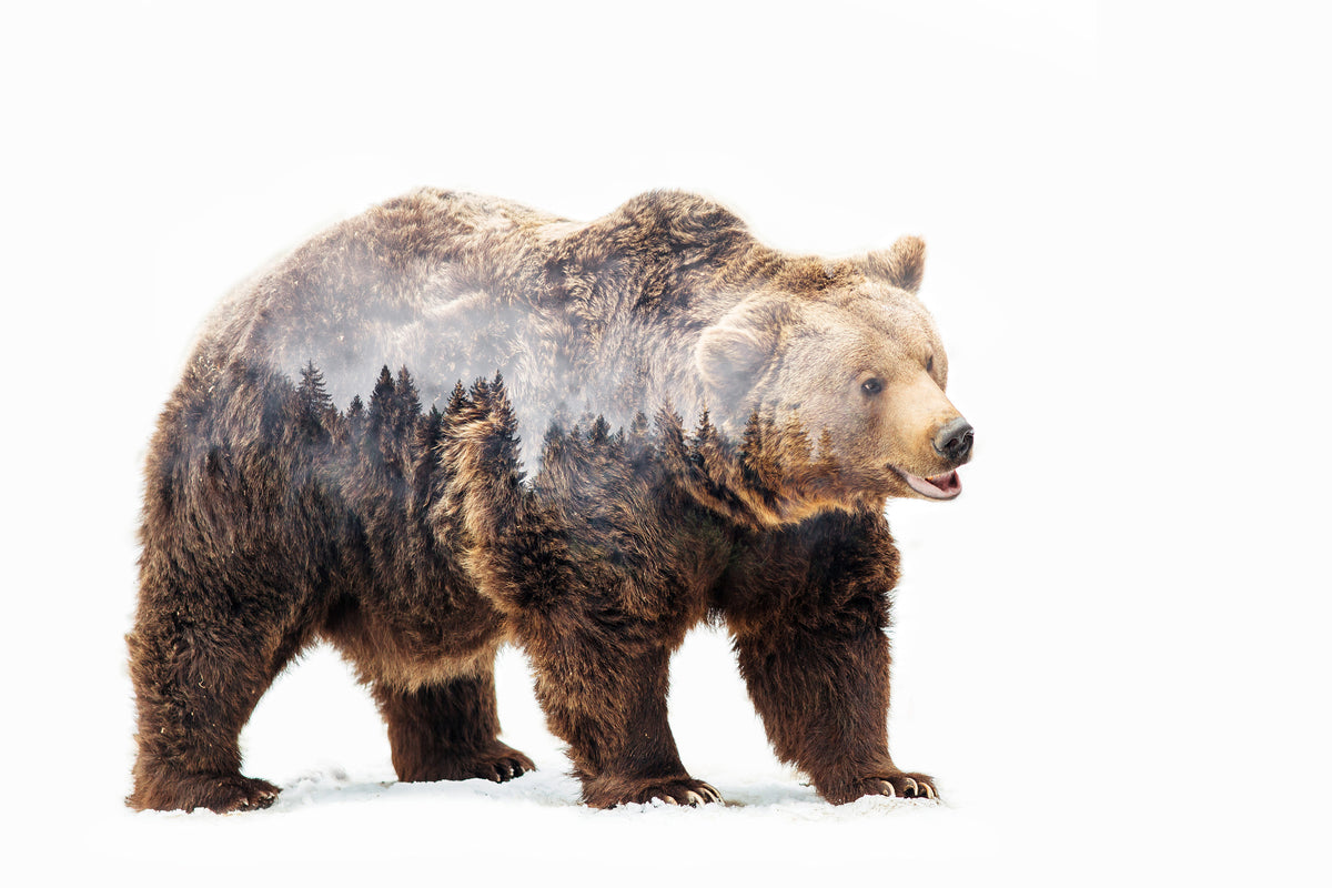 acrylic-print-bear-x