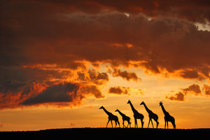 canvas-print-five-giraffes-x