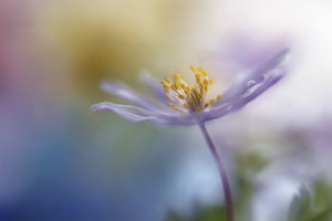 framedcanvas-print-springtime-watercolor