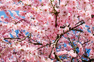 aluminium-print-wonderful-japanese-cherry
