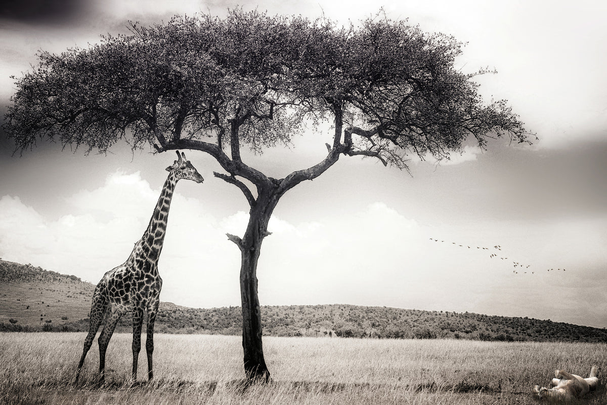 framedcanvas-print-under-the-african-sun