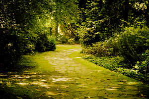 framedcanvas-print-moss-covered-path