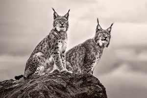 3-piece-canvas-print-two-lynx-on-rock