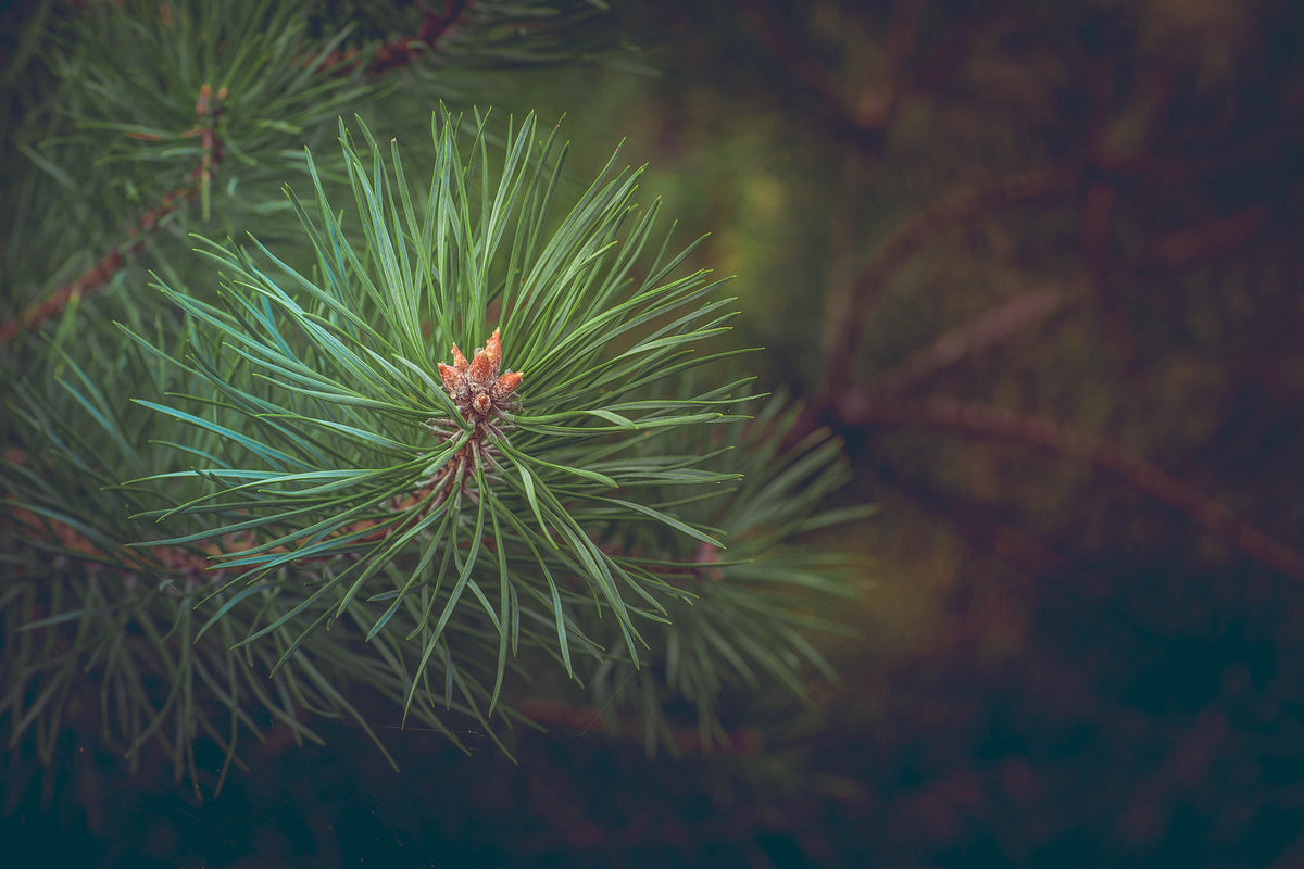 3-piece-aluminium-print-pine-tree-close-up