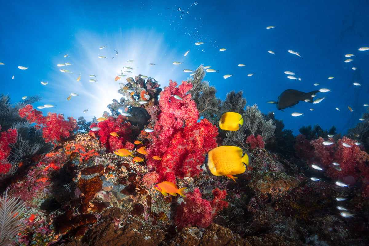 3-piece-acrylic-print-reef-life