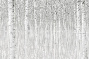 aluminium-print-trees