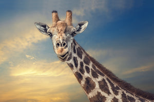 framedposter-print-the-friendly-giant