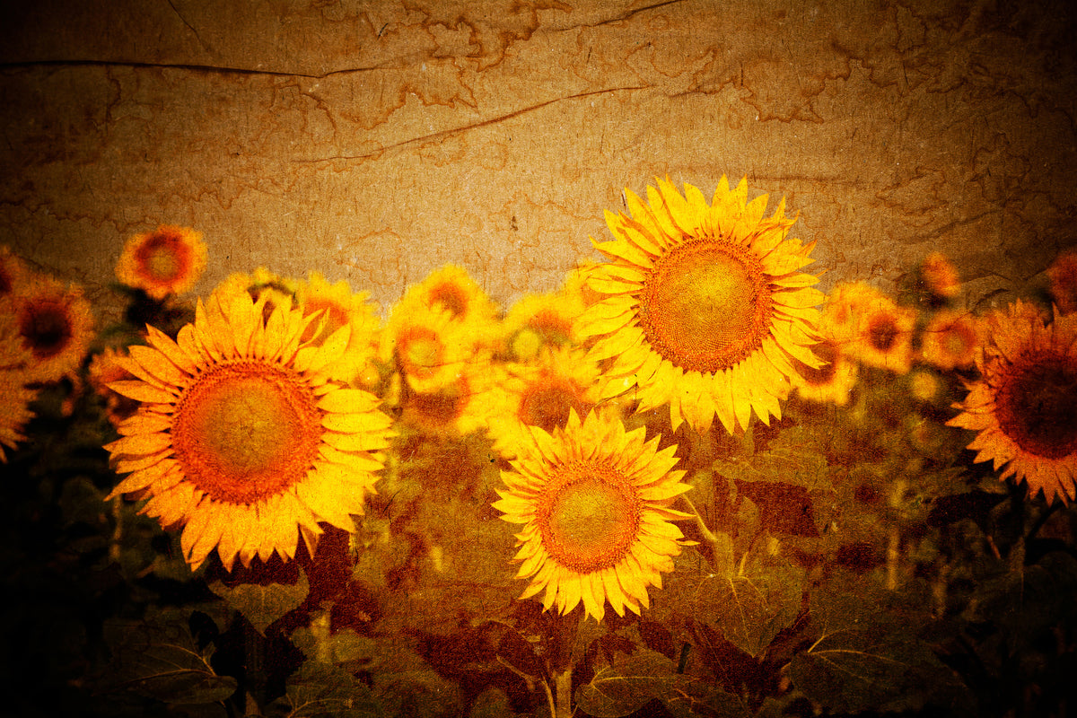 acrylic-print-retro-sunflower