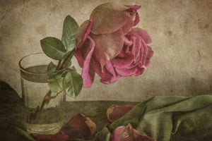 acrylic-print-tear-of-rose-x