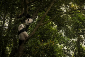 aluminium-print-panda-x